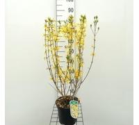 Forsythia int. 'Spectabilis' - Forsythia, Mimosa De Paris 50-60 cm en pot