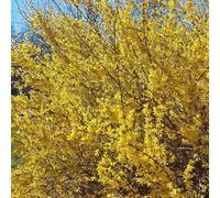 Forsythia intermedia Goldzauber 2L - Il enchante chaque printemps