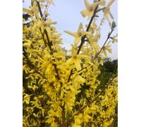 Forsythia Intermedia 'Minigold - Glycine d'or 50-60 cm conteneur