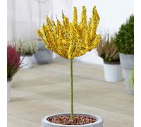 Forsythia Nimbus Arbre | Boutique en Pot Arbres Ornementaux Décidus Sugar Baby | Arbre Tige Standard Lollipop | Plantes de Jardin Extérieur (70-80cm (Incl. Pot))