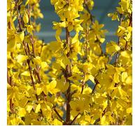 Forsythia W nd® 'Courtalyn', Mimosa de Paris
