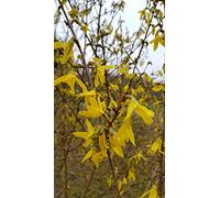 Forsythia x intermedia 'Lynwood gold' / Mimosa de Paris/Godet Anti-Chignon/Arbuste floraison jaune
