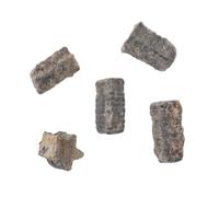 Fossile D’étoile de Mer pour Enseignement Scientifique, Décor de Bureau | Spécimen pour Élèves et Professeurs, Étude Pratique, Exposition en Classe, Science Fair, Surface D’affichage