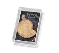 Fossile d'ammonite authentique de Madagascar avec livret d'étude des fossiles (finition poussiéreuse)