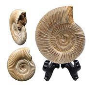 Fossile d'ammonite - Spécimen de paléontologie naturelle - Spirale d'ammonite - Artisanat pour les collections de fossiles et l'éducation (avec base)