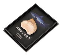 Fossile de Dent de Requin, Spécimen de Paléontologie