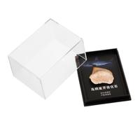 Fossile de Dent de Requin, Spécimen Pédagogique Halloween | Objet Décoratif Original, Boîte Élégante, Rangement Protecteur, pour Enseignants, Passionnés, Étagères et Collections