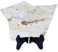 Fossile de Poisson Réel Provenant de la Province Occidentale du Liaoning en Chine, 150 Millions d'années