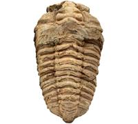 Fossile de trilobite authentique de 8 cm à 9 cm, spécimen marin préhistorique du Maroc, pièce géologique naturelle pour l’enseignement et l’exposition, détail précis pour sciences et histoire