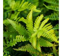 Fougère à Frondes Soyeuses - Polystichum Polyblepharum 20/25 cm Godet 9cm - Plante En Pot - Hauteur 20/25 Cm - Exposition Ombre