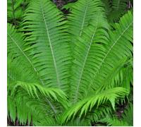 Fougère alleghenienne - Matteuccia struthiopteris 20 cm Godet 9cm