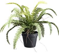 Fougère des bois plante artificielle 50 cm de diamètre, 35 cm de haut en pot, verte et facile à entretenir