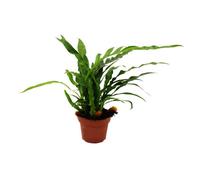fougère - fougère patte de lièvre - Aglaomorpha Coronans "Jim" - pot de fleurs 12 cm