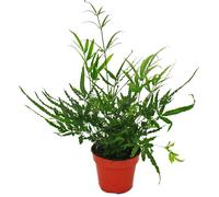 Fougère - Lot de 3 - composé de 3 espèces de fougères spéciales pot de 12cm