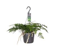 Fougère tarentule - Humata Tyermannii - Fougère à pied d'ours - Ø17cm ↕20-30cm - Plante d'intérieur - Entretien facile - Mi-ombre - Purificateur d'air - Fougère exotique