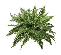 Fougères extérieures et intérieures, grandes fougères de 114,3 cm avec 55 frondes et tête de violon - 2 looks véritables fausse fougère verdure porche, jardin, maison Qmv397 (B, 60 x 60 x 50 cm)