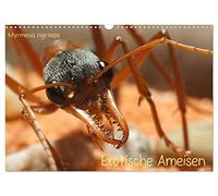 Fourmis exotiques, Version française (Calendrier mural 2026 DIN A3 portrait), Calendrier CALVENDO mensuel