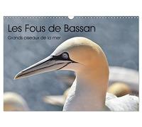 Fous de Bassan - Grands oiseaux marins (Calendrier mural 2026 DIN A3 horizontal), CALVENDO calendrier mensuel