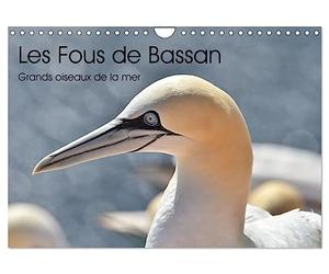 Fous de Bassan - Grands oiseaux marins (Calendrier mural 2027 DIN A4 vertical), CALVENDO calendrier mensuel: A la découverte d'un excellent plongeur: le Fou de Bassan