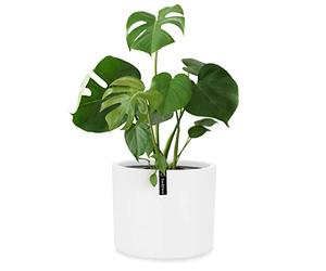 Fox&Fern Jardinière avec Stockage d'eau Blanc Taille M 24 cm de Haut 25 cm de diamètre