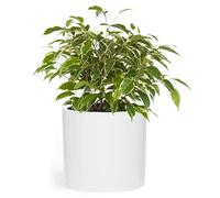 Fox & Fern Jardinière en Fibre de Pierre pour intérieur/extérieur