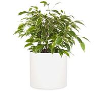 Fox & Fern Pot de Fleur Interieur, Pot pour Plantes en Polystone, Cache Plante Interieur et Extérieur Résistant UV et Gel, Fleur Exterieur Grande Taille, Jardinieres Exterieur Bouchon Drainage
