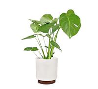 Fox & Fern Pots de fleurs Enspijk