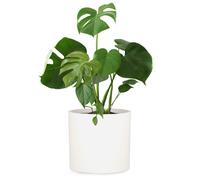 Blumfeldt Pot de fleurs Venlo en polystone – intérieur et extérieur – 3 tailles