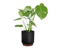 Blumfeldt Pots de fleurs Enspijk – Bois de noyer polystone, fait à la main, 2 tailles