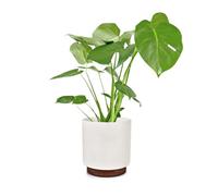 Fox & Fern Pots de fleurs Enspijk