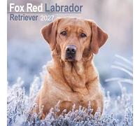 Fox Red Labrador Retriever 2027 Calendar | Square Wall Calendar | Dog Breed Gift | Plastic Free Packaging | by Avonside Publishing