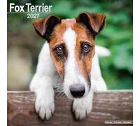 Fox Terrier 2027 Calendar | Square Wall Calendar | Dog Breed Gift | Plastic Free Packaging | by Avonside Publishing