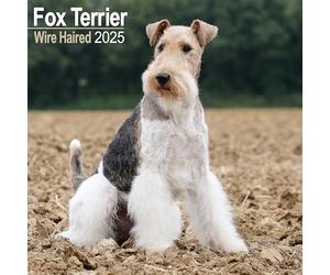 Fox Terrier Wirehaired Calendar 2025 Square Dog Breed Wall Calendar - 16 Month