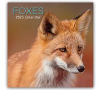 Foxes - Füchse 2025 - 16-Monatskalender: Original The Gifted Stationery Co. Ltd [Mehrsprachig] [Kalender]