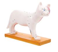 FOYTOKI Modèle D'anatomie Féline en Pvc pour Chats Design Détaillé Unique, Référence Anatomique pour Apprentissage Vétérinaire et Enseignement des Étudiants
