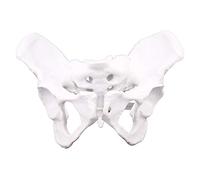 FPHADO Pelvis anatomie féminine squelette pelvien gorge anatomie anatomique crâne sculpture tête corps modèle