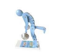 FQRDKT Modèle de Formation de la Colonne Vertébrale Démonstration Interactive Posture Ergonomique Apprentissage Mécanique Modelisation Corporelle Correction, Blanc Crème Double