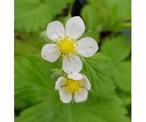 Fragaria alpina/Fraisier des bois/Conteneur de 2 à 2.9 litres/Plante couvre-sol et comestible