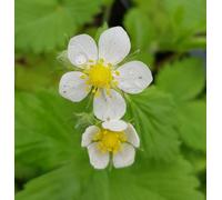 Fragaria alpina/Fraisier des bois/Ecomotte/Plante couvre-sol et comestible