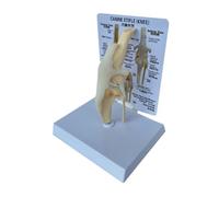 Frahou Modèle de Genou Canin Modèle Anatomique D'Articulation de Chien Modèle de Squelette de Chien Anatomie du Squelette Animal Science Médicale Cadeau