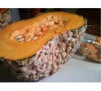 Frais non OGM français Heirloom galeux D'EYSINES citrouille rares - 12 graines - verruqueuse citrouille