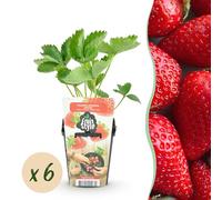 Fraise - Fragaria Elvira - Rustique - 6 Plants - 15-25cm - Ø9cm - Plante de jardin
