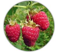 Framboise géante - 50 graines - Rubus idaeus - Pour les plantes vivaces - Fruits sains et riches en vitamines