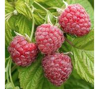 Framboise Malling Promise Rubus idaeus Plante Fruitière de Jardin à Cultiver Soi-même en Pot - Idéale pour les Massifs, les Bordures et plus encore
