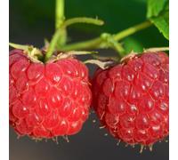 Framboisier autumn bliss - pot de 5l