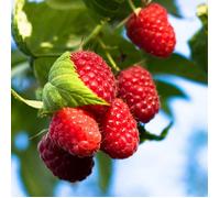 Framboisier Autumn Bliss - Rubus idaeus Autumn Bliss 50/60cm