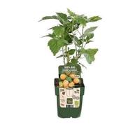 Framboisier jaune TwoTimer® 'Sugana Yellow' - Rubus id. twotimer 'Sugana Yellow'® | STRUIK C