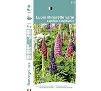 France Graines - Lupin Minarette Varié