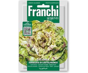 Franchi Sementi Chicorée à Feuilles "Variegato di Castelfranco" - 1 pcs