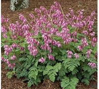 Frange Bleeding semi Cuore vegetali (Dicentra Eximia) 10 + Semi (40 semi)